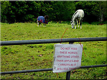 H4772 : Notice, feeding horses, Campsie by Kenneth  Allen