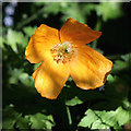 Orange poppy by the footpath near Colton Hills School, Wolverhampton