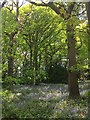 Bluebells in Hutcliffe Wood