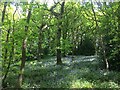 Bluebells in Hutcliffe Wood