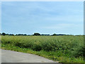 Field of oil seed rape