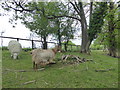 Goat and sheep at Cordons Farm