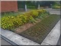 Flower bed on The Burroughs, Hendon