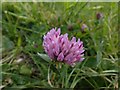 Carlton Cemetery Flowers ? Red Clover (Trifolium pratense)