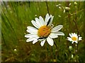 Carlton Cemetery Flowers ? Ox-eye Daisy (Leucanthemum vulgare) with beetles