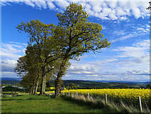 NH6455 : Boundary trees near Balnakyle by Julian Paren