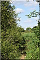 Footpath to Toppinghoehall Wood