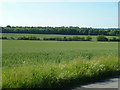 Wheat fields, Little Betteshanger