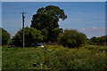 Sharpham : Grassy Field