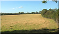 Field near Choakford