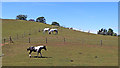 Grazing on Haden Hill west of Ackleton, Shropshire