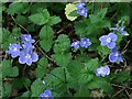 Germander Speedwell, Heddon Common