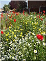 Roadside planting, Wells Way, Faversham