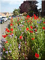 Roadside planting, Wells Way, Faversham