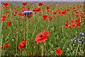 Stanton: Field of wild flowers and poppies