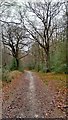 SU7825 : Track through Durford Wood by Martyn Pattison