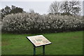 Blossom, Croxley Common Moor