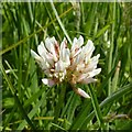 SK6345 : White clover (Trifolium repens)  flower head by Alan Murray-Rust