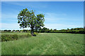 Boarstall Lane, a grassy bridleway