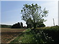 Uncultivated field edge and Hunt Cottages