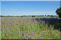 Lacy Phacelia by the Byway (For Happy Bees)