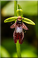 TQ2351 : Fly Orchid (Ophrys insectifera) by Ian Capper