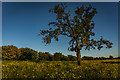 Lone Tree, Eaton Park