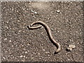 Dead Slow-worm