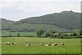 Sheep pasture, High Cleaves