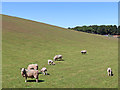 Grazing on Haden Hill in Shropshire