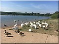 Waterfowl at Thrybergh Country Park