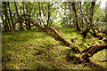 Bank of the old Fortrose to Muir of Ord  railway line