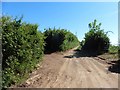 Track to Ingodown Farm