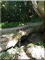 Culvert below footpath between South and East Harting