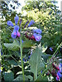 Comfrey growing in corner of a field by Kent House