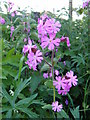 Red Campion growing in corner of a field by Kent House