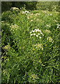 SX9063 : Water dropwort, Cockington Meadows by Derek Harper