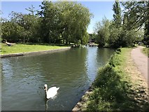 TL4457 : Swan on The River Cam passing through Coe Fen by Richard Humphrey