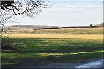 TL5532 : Farmland by Rook End Lane by N Chadwick