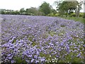 Crop of Lacy Phacelia or purple tansy