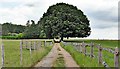 Track heading NNE towards Birchwalks Wood