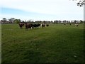 Cattle on Dukes Moor, Newcastle upon Tyne