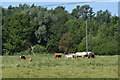 Cattle grazing near Sindlesham Mill