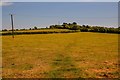 Symondsbury : Grassy Field