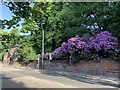 Rhododendrons and Beeston Lodge