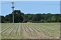 Newly-sown forage maize at Carter