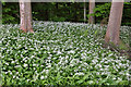 Ramsons (Allium ursinum) at the Bowhill Estate