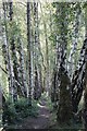 SO6414 : Birch trees by John Winder