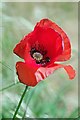 TL4910 : Red Poppy by Glyn Baker