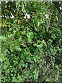 TF0820 : Hawthorn in hedgerow - 29 by Bob Harvey